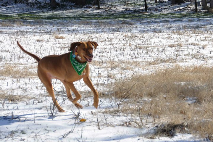 Vicki Chazan's album, Snow Day
