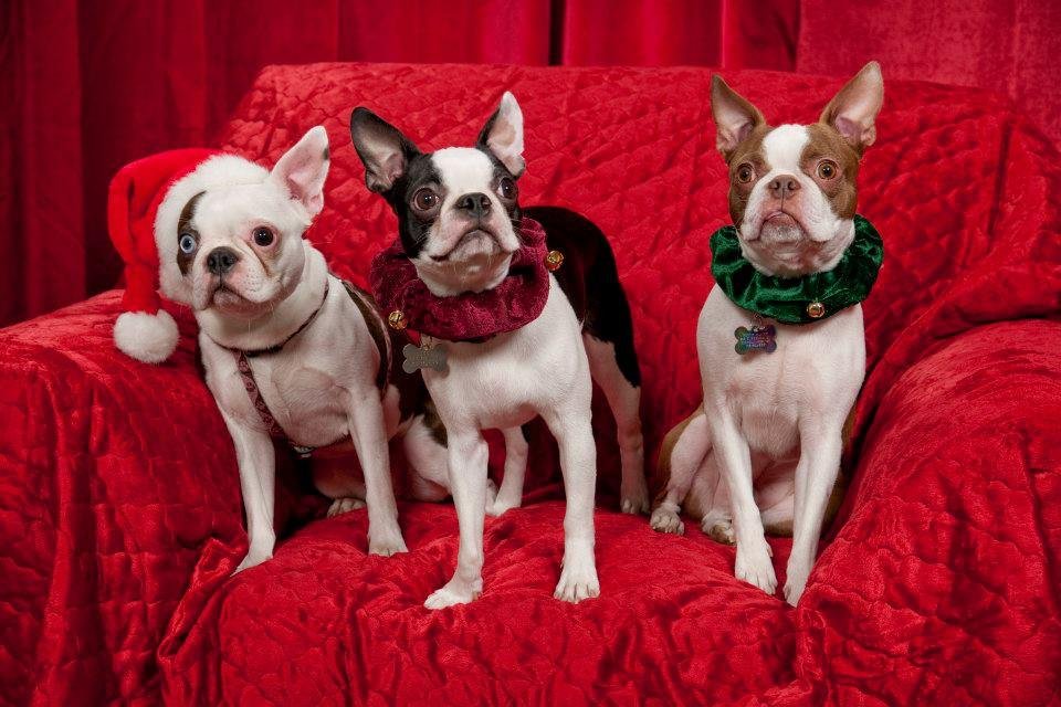 Robert Platek's album, Zoe, Reggie & Rusty 2012