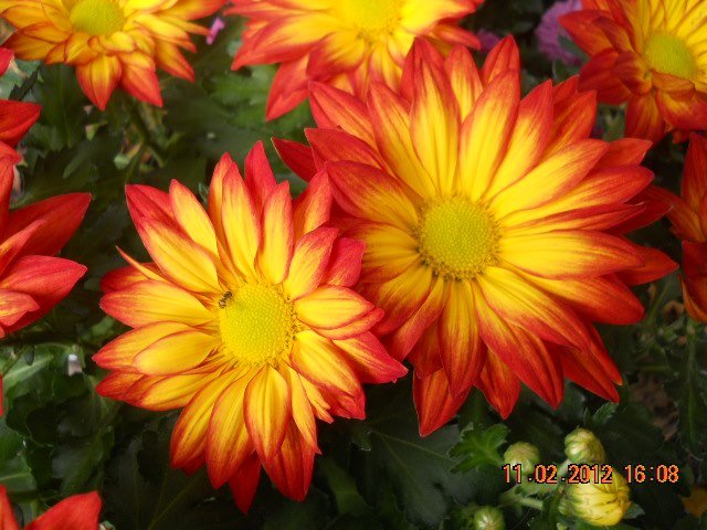 Melissa Deckard's album, Cover Photos