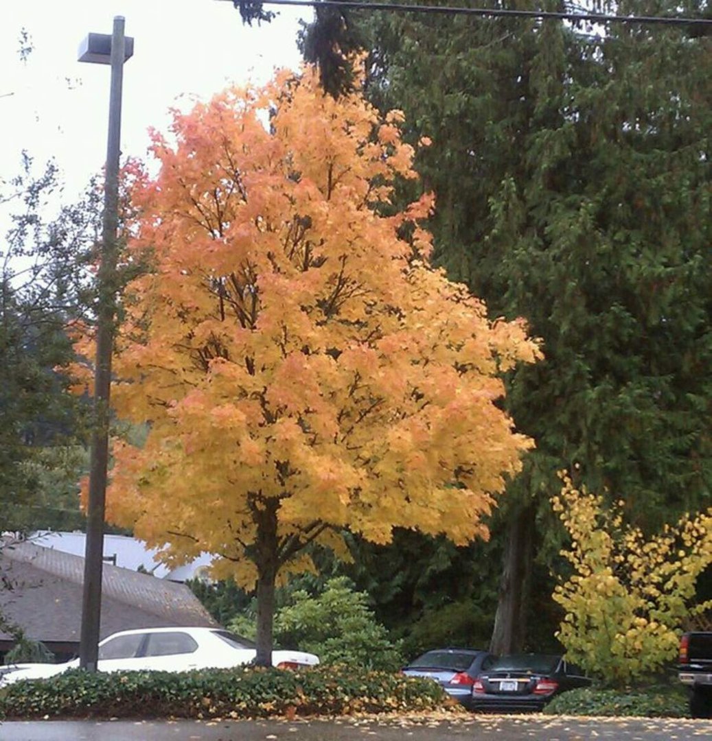 Ramona Davis' album, Fall / WINTER