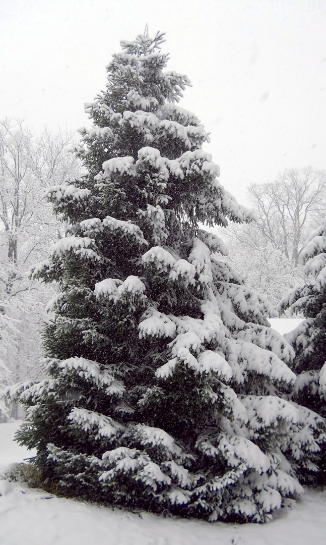 Dennis Weiser's album, Spring snow 2013