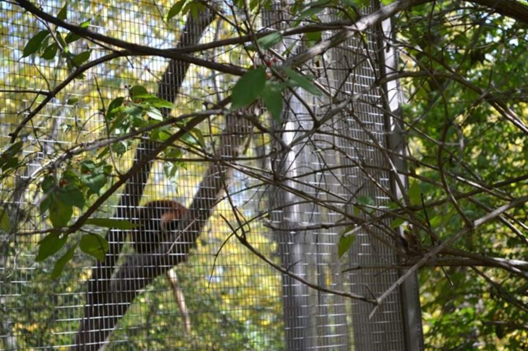 Chris Ames' album, Boys day at Zoo 2012
