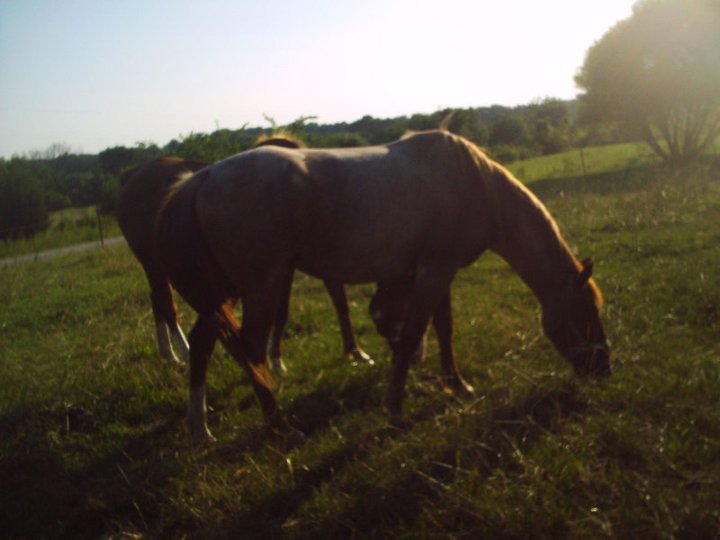James Howe's album, horses