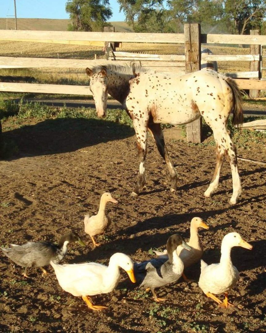 Cindi Herres' album, Life on the Farm