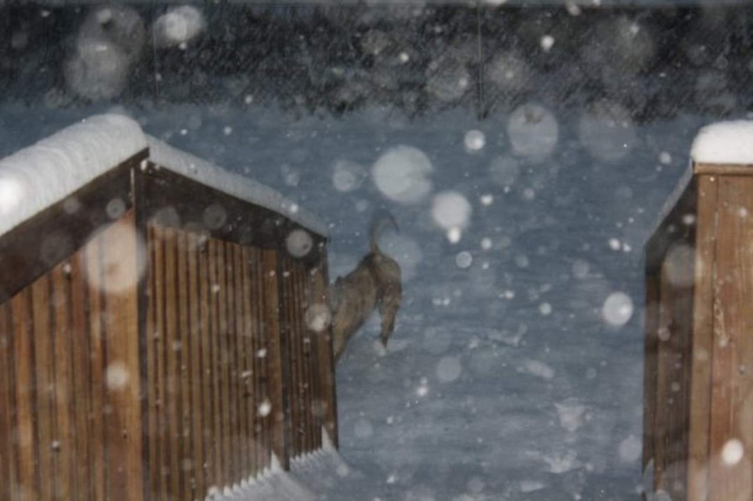 Brandy Krediet's album, The Snow of 2009