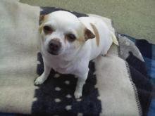 Maletta Baughman's album, our little 4 legged babies