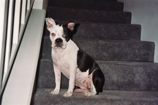 Steve Nash's album, Pets