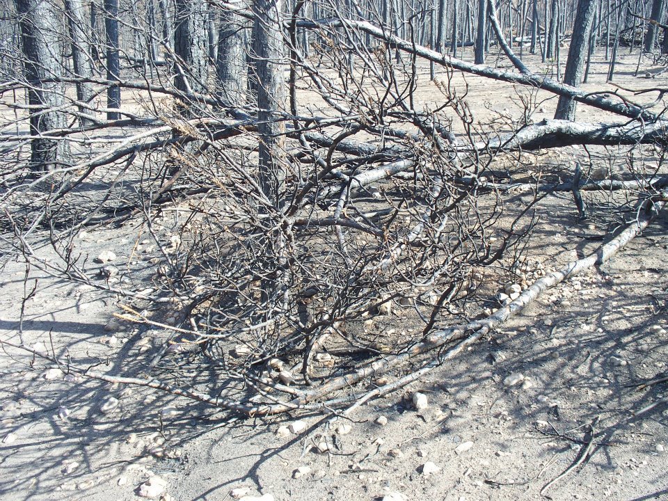 Al Brien's album, Bastrop Roadside Fire Damage