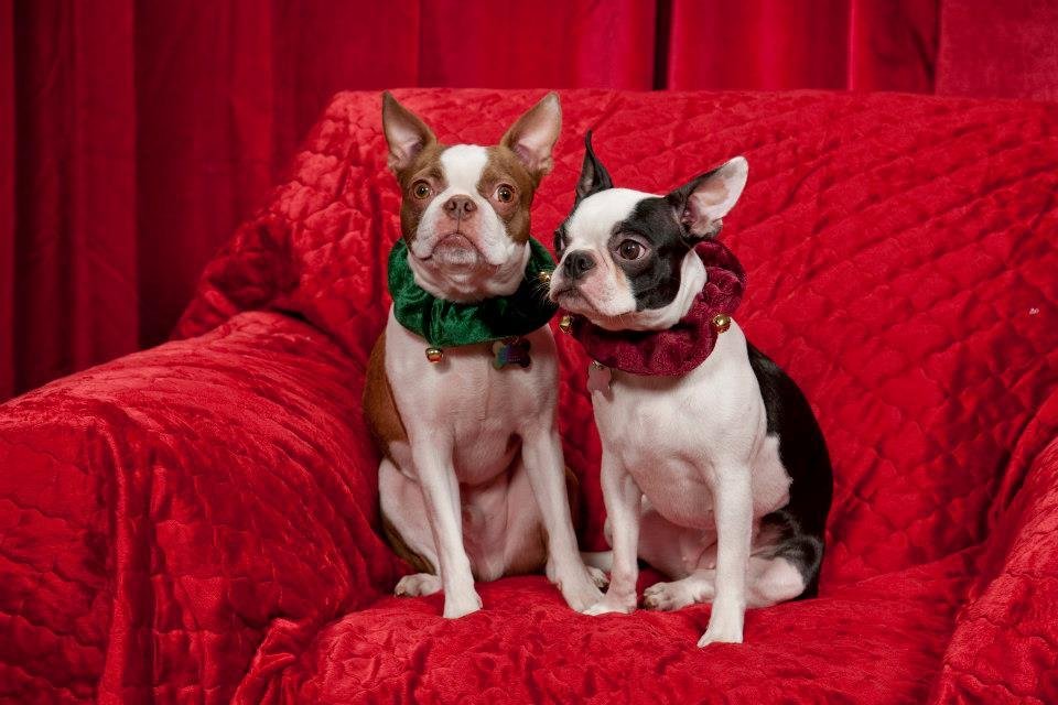 Robert Platek's album, Zoe, Reggie & Rusty 2012