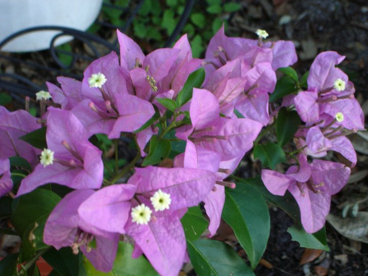 Mary Pick's album, Life in Brooksville