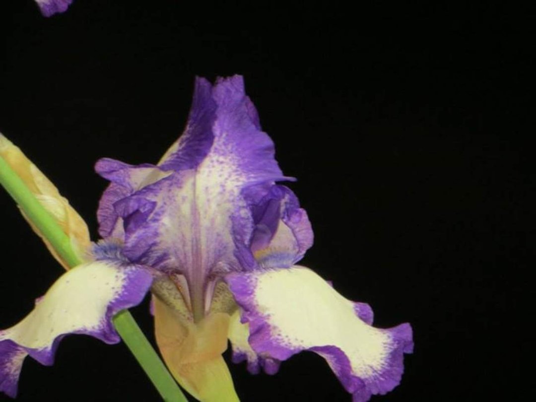 Tom Gard's album, pictures of flowers