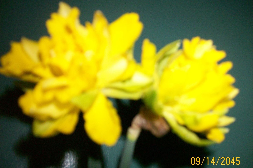 Donna Smith/Musselman's album, Profile Pictures