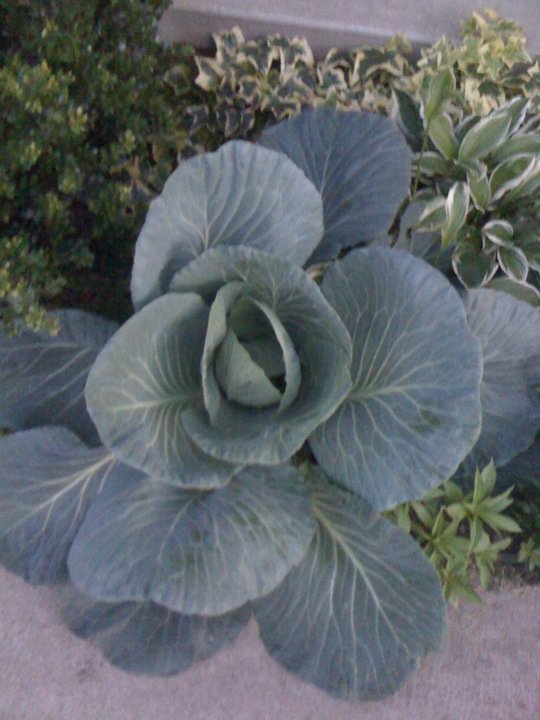 Judy Alexander's album, Mobile Uploads
