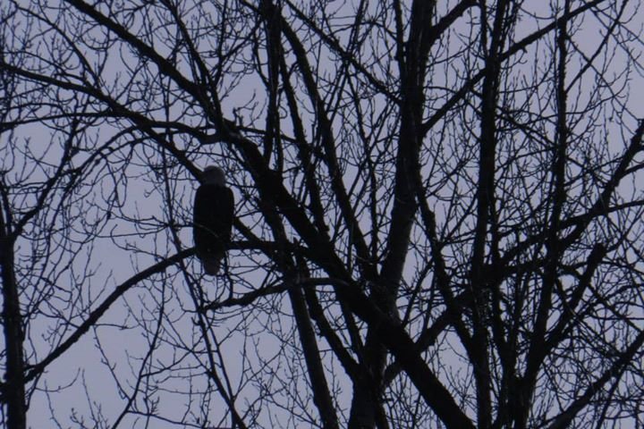 Vance McDill's album, Eagle watching on the Sauk River, North Cascades