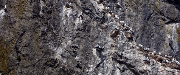 Alan MacKellar's album, First Shots Seen in Alaska: May, 2009