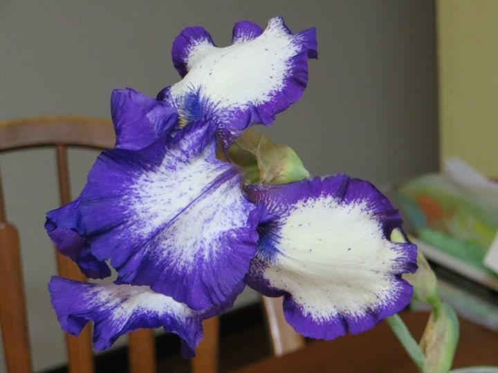 Tom Gard's album, pictures of flowers