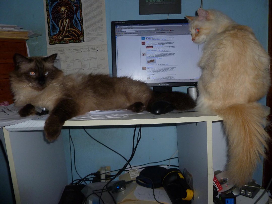 Heather Filipiak's album, Cats Helping at The Computer