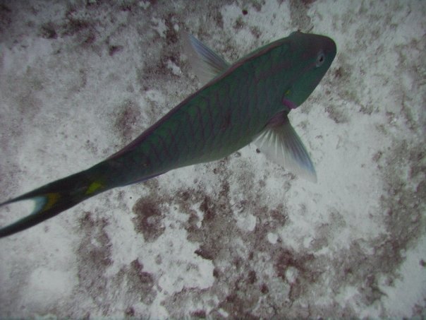 Tim Barker's album, Cozumel 4