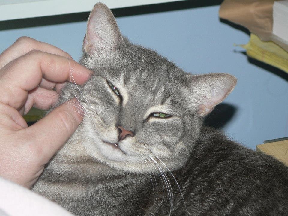 Peter Hibbard's album, Our Cats