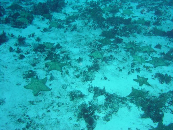 Michael Cochran's album, Underwater Cozumel