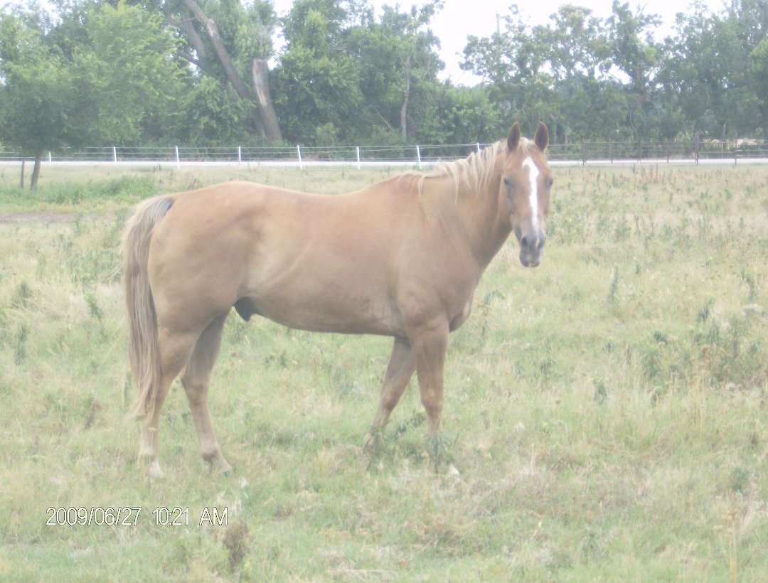 Harry Jacobs' album, some of our horses