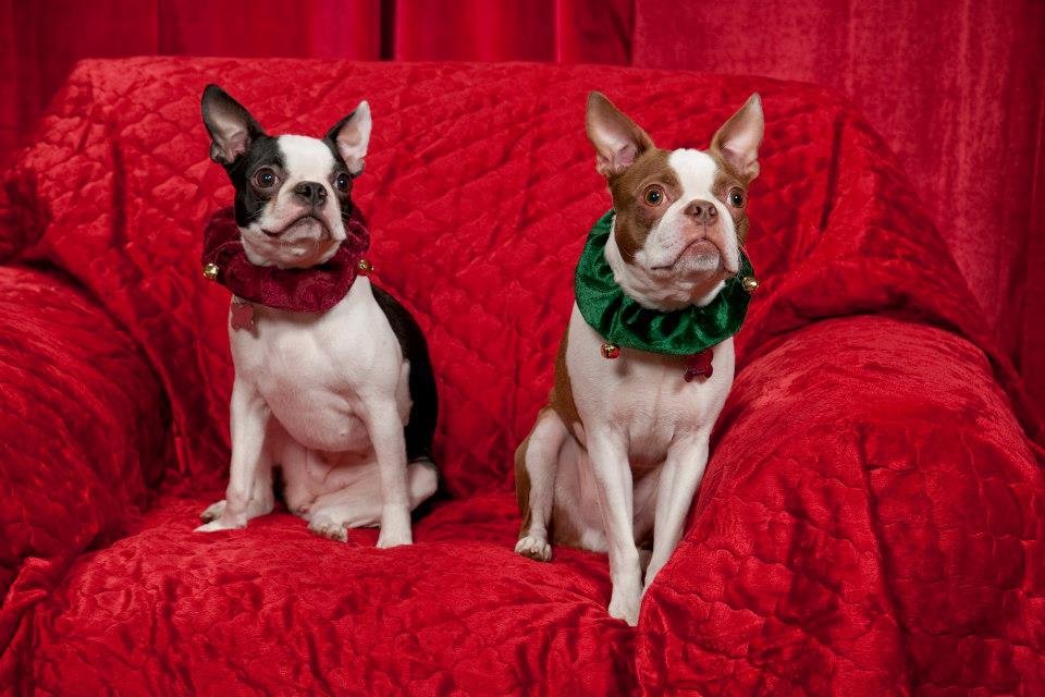 Robert Platek's album, Zoe, Reggie & Rusty 2012