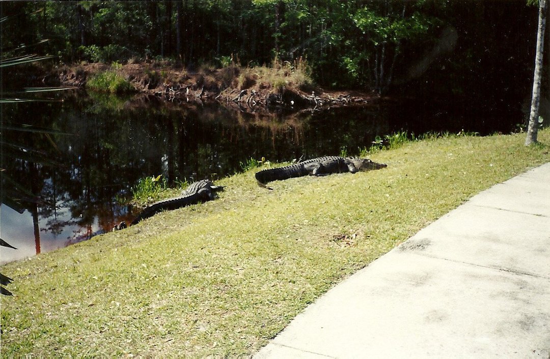 Karla Denney's album, Okefenokee Swamp 2000