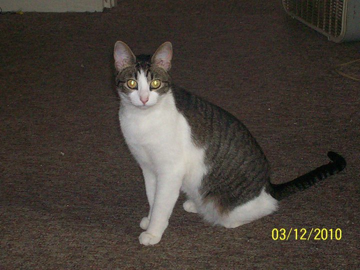 James Rizer's album, My mom and I's pet's