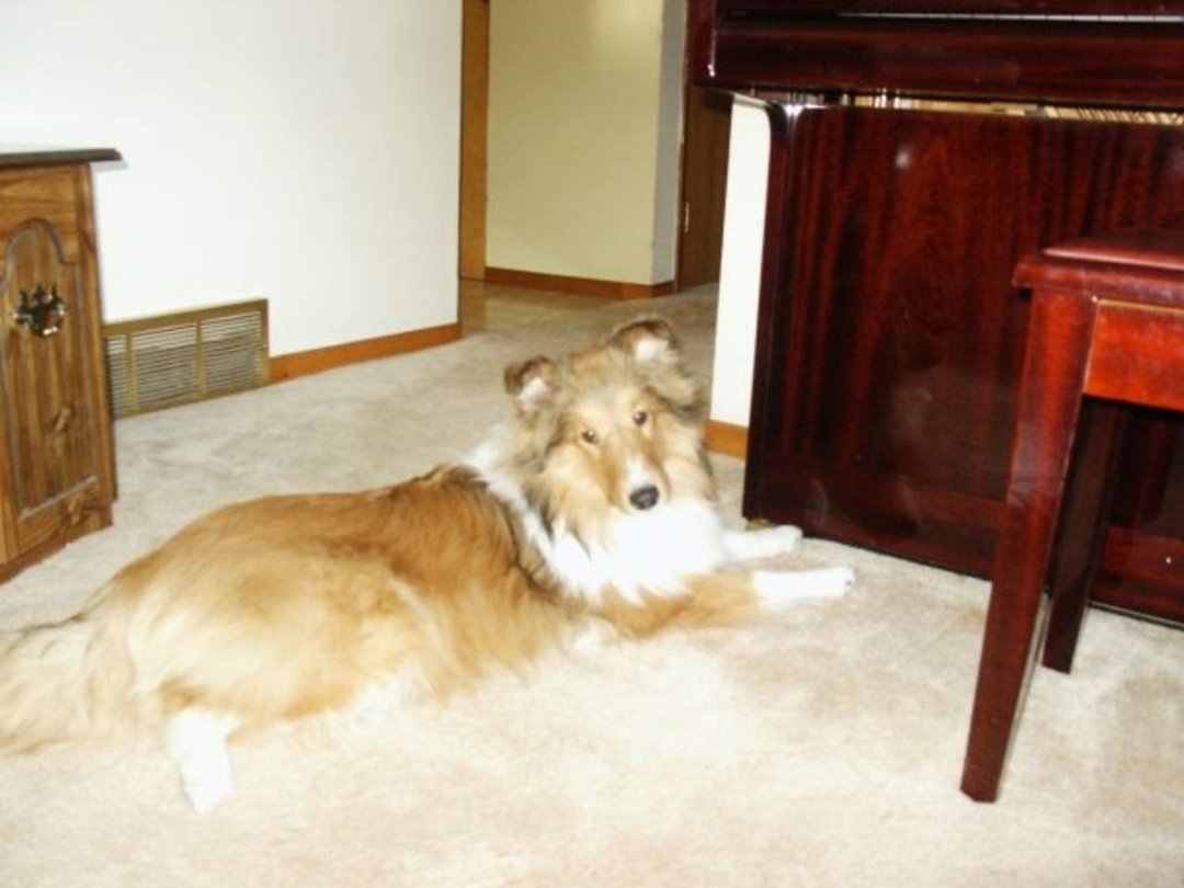 Cathy Sinclair's album, Introducing...... Brody!