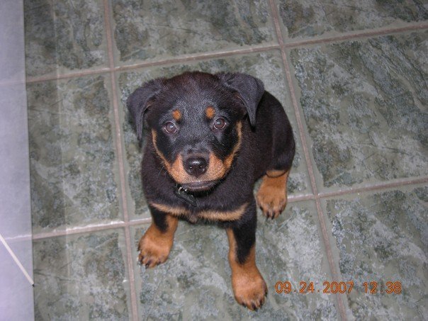 Nancy Calla's album, Bella , (new family addition)