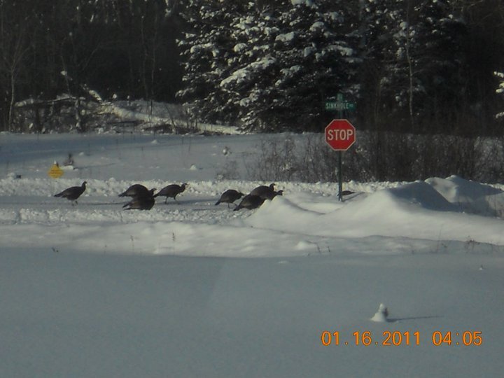 Michael Bruun's album, February 6, 2011