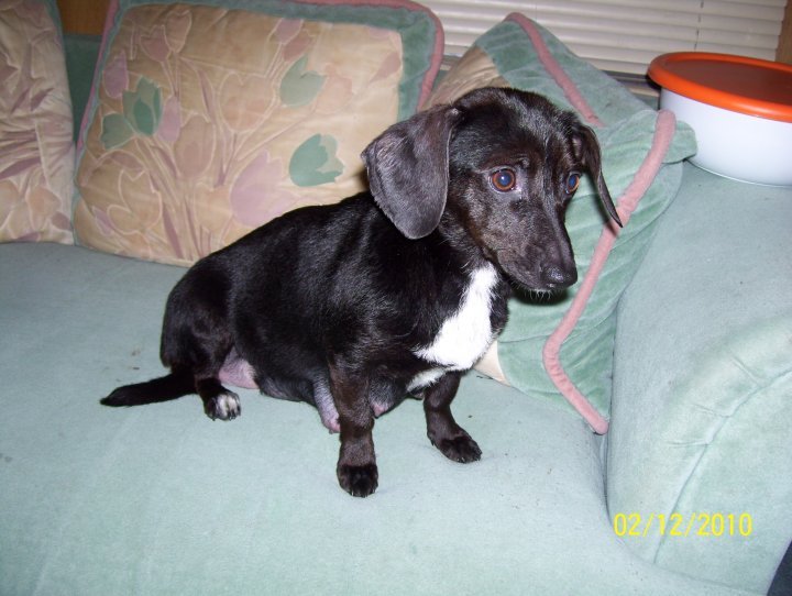 John Sutterfield's album, Princess the dog
