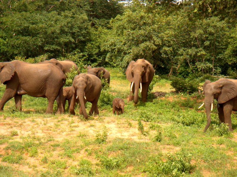 David Cherry's album, Victoria Falls - Safari - 29 Dec 10 - 05 Jan 11
