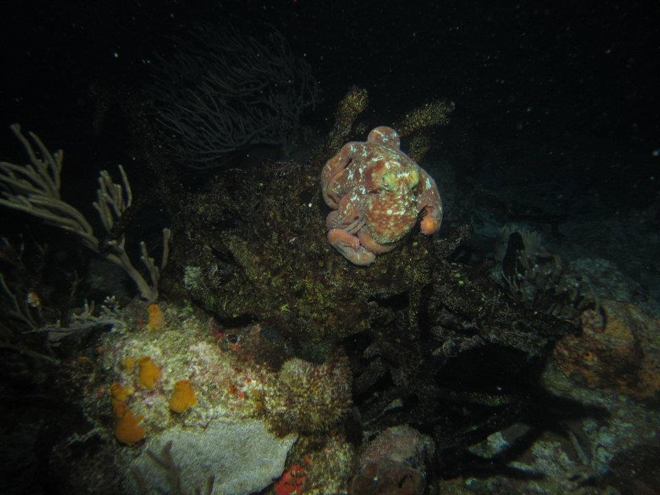 Monica Braley's album, Cozumel March 2012