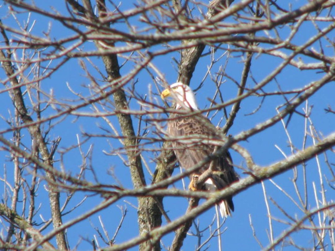 Joan Rainwater's album, The Bald Eagles of NW Arkansas