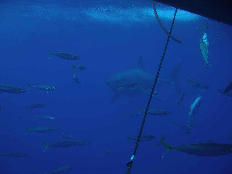 John Ayres' album, Isla Guadalupe
