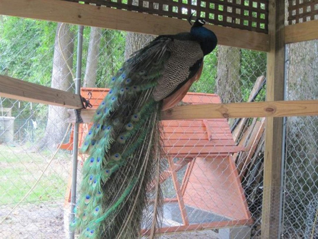 Susan Fischer's album, May 29, 2012