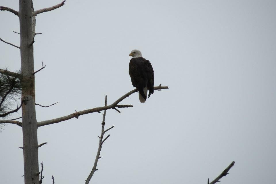 Donna Fladager's album, Lots of Wildlife
