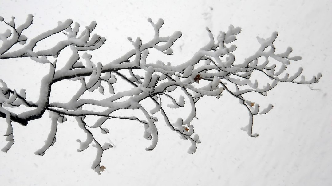 Dennis Weiser's album, Spring snow 2013