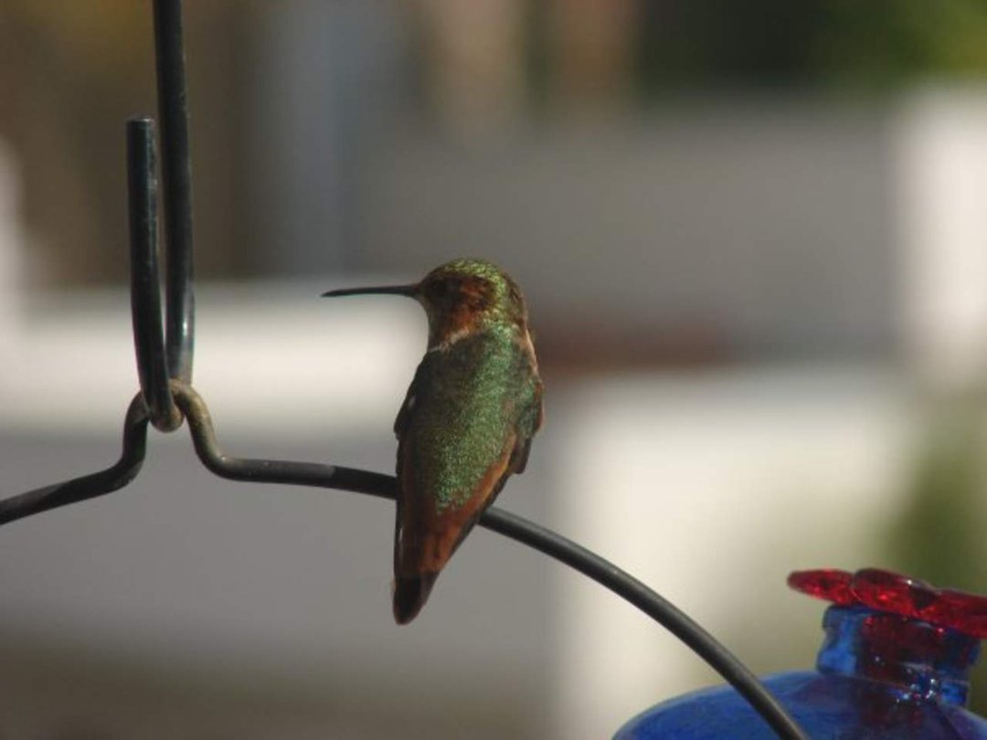 Mark Williams' album, 2010 Hummingbird Calendar