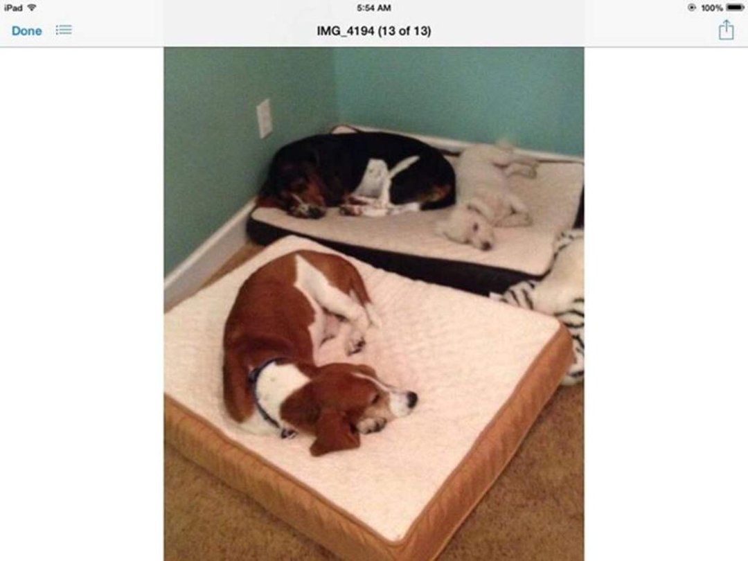 Lisa Downey's album, Mobile Uploads