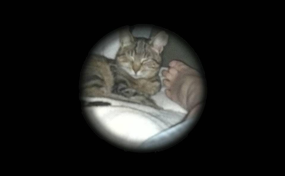 Steven Solomon's album, Mobile Uploads