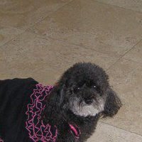 Hedy Sayet's album, Profile Pictures