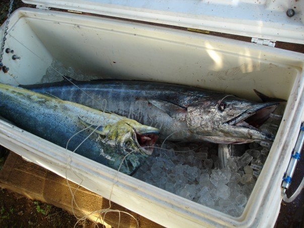 Simi Leo's album, fishing trips