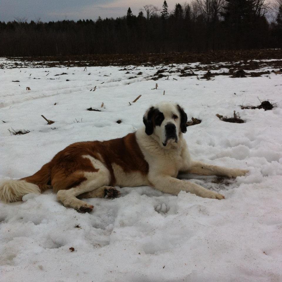 Patrick Roy's album, Betsy
