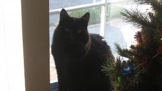 Sandy Beeksma's album, Christmas 2009