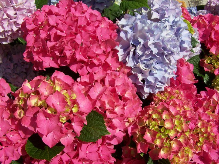 Glenna Hardy's album, Cover Photos