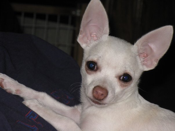Ken Spaugh's album, ChaCha and me