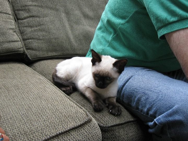 Michael Harvey's album, New Kitten
