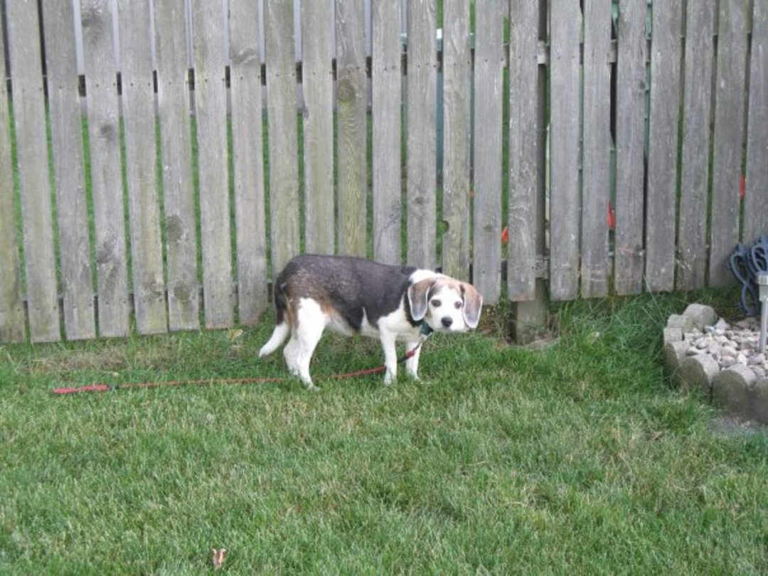 Nancy Parkis' album, My Dogs!